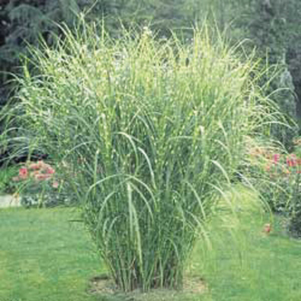 ZEBRA GRASS CLUMP LIVE STARTER PLANT 6 INCHES