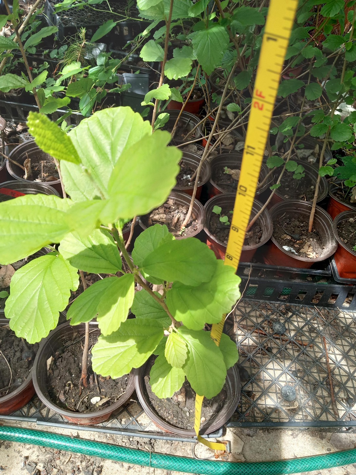 witch hazel well rooted plants