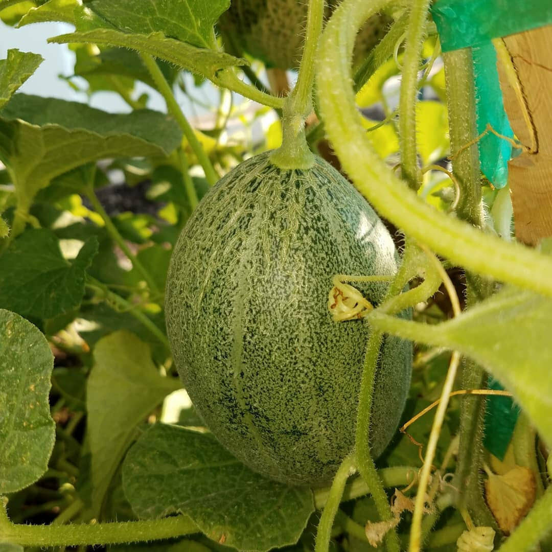 Crenshaw Melon Seeds 50+ Cantaloupe Fruit Heirloom NON-GMO USA FREE SHIPPING