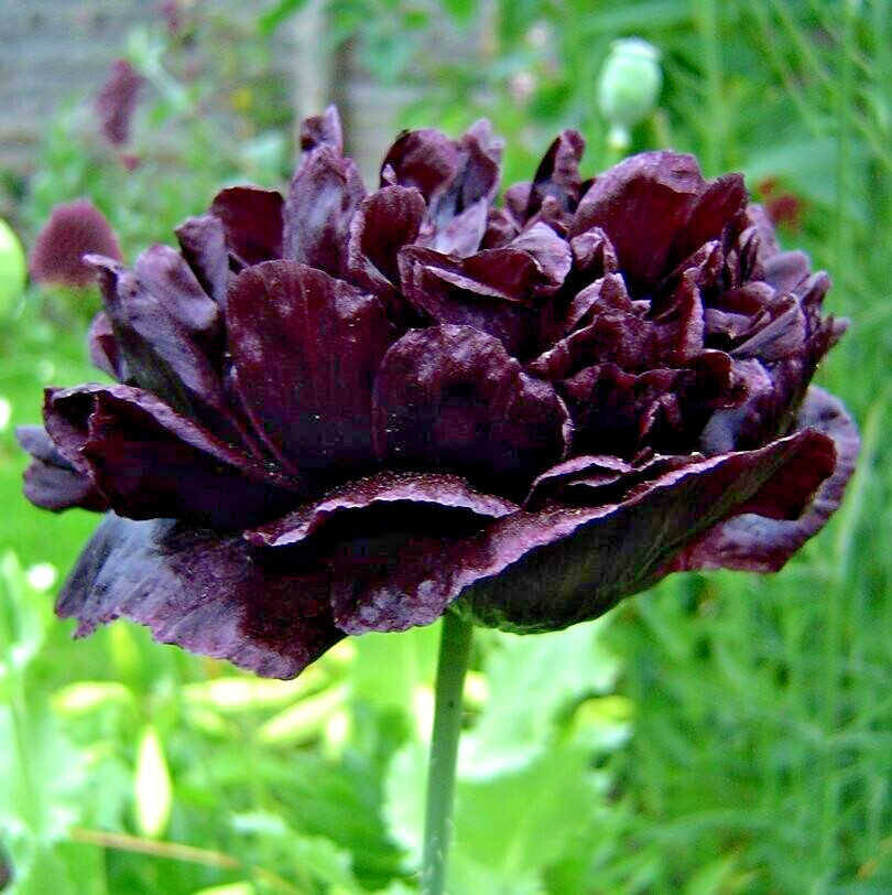 10 BLACK TREE PEONY SEEEDS – (Paeonia suffruticosa)