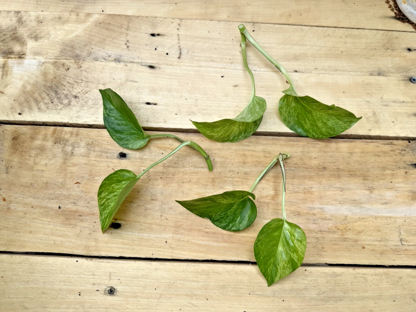 Marbled Pothos 3 x 1 leaf 1 node Cutting Ships in Moss Off Mature Mom Plant