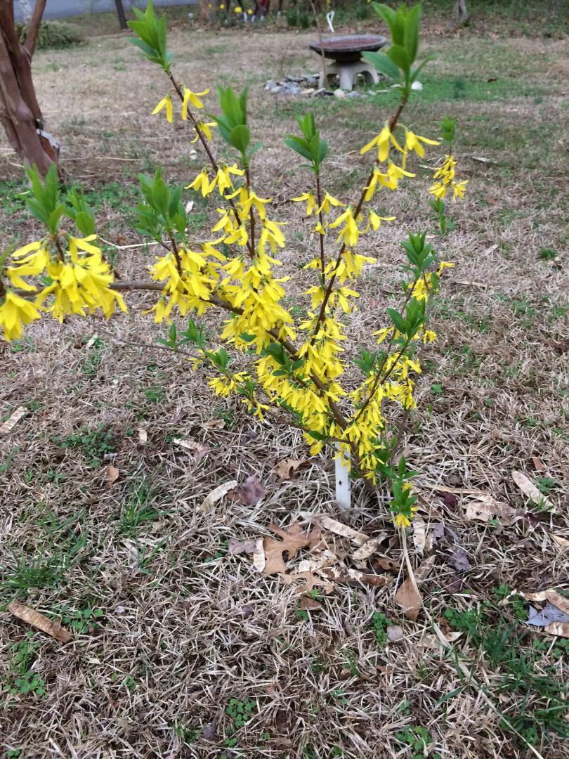 Yellow Forsythia Bush 25 + Seeds Hard to Find Seeds ! USA Seller