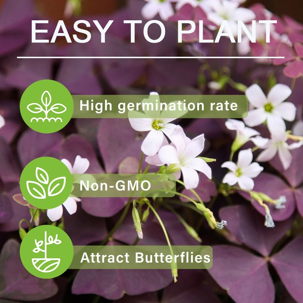 12+ Purple Oxalis Triangularis Bulb Flowers for Planting Indoors or