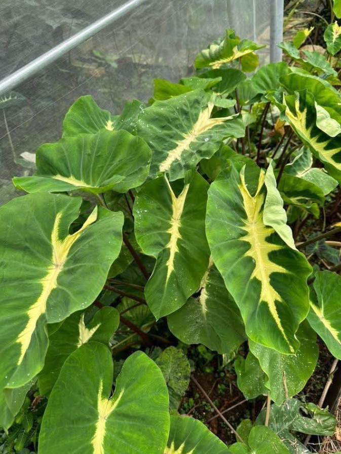 Maui Sunrise Colocasia – 1 Live Plant – 3in Pot – Ships Without Pot