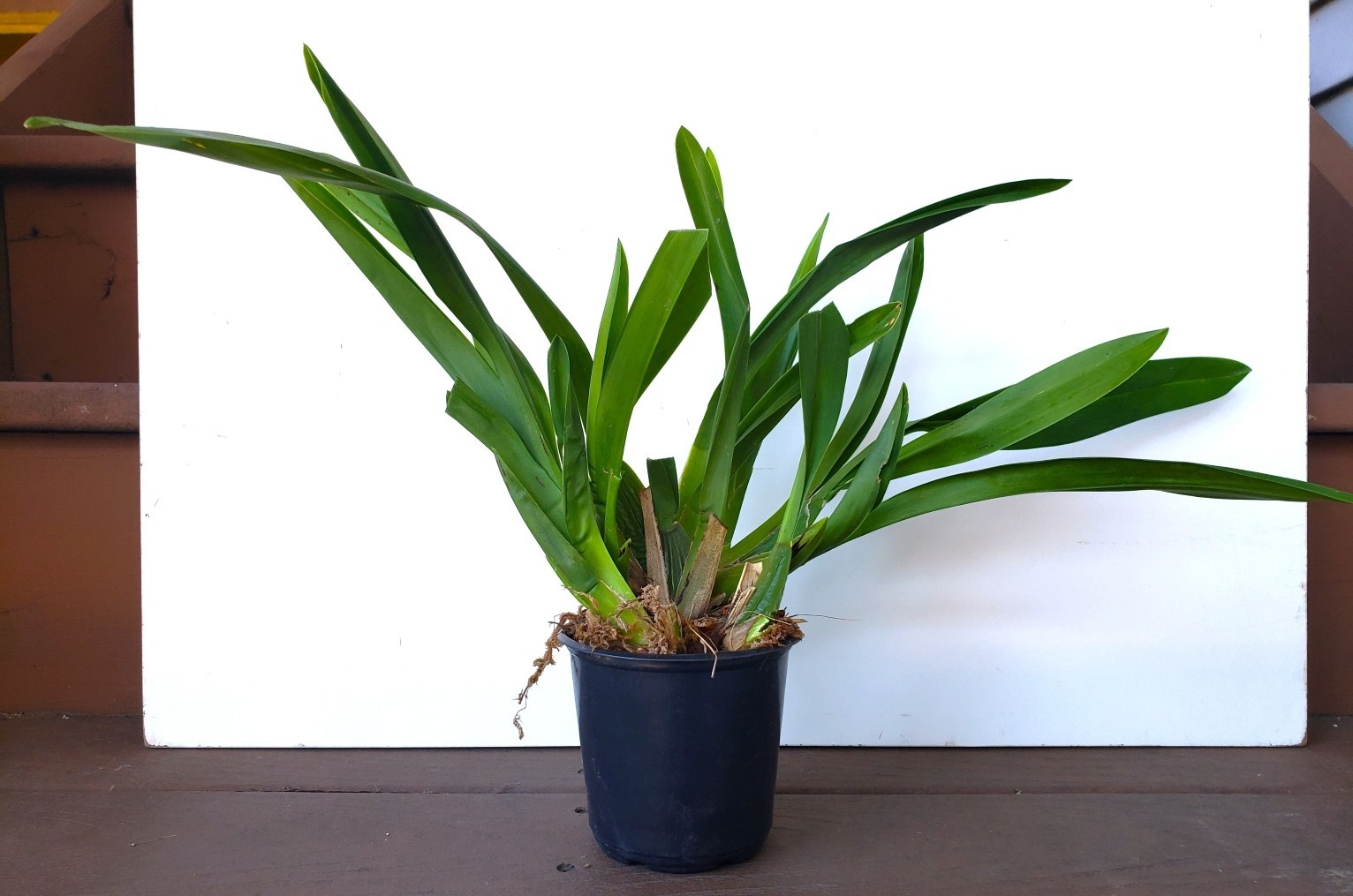 The Catatante ‘Sun King’ Orchid – Beautiful colorful blooms – Easy to grow !