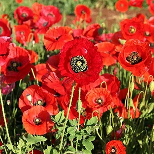Corn Poppy 25+ Seeds Brilliant RED Flower, Beautiful RED Blooms