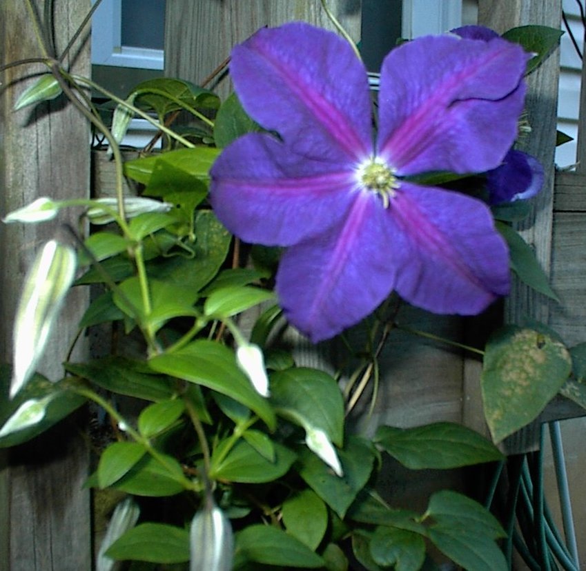 Purple Clematis Flowered Perennial Vine Huge Flowers 25 Seeds USA Home Grown