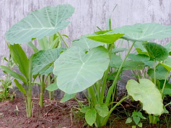 Bac Ha Plant Live Plant – Vietnamese Elephant Ear Stem – Edible Taro Plant Root