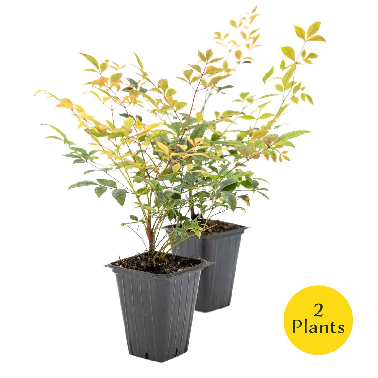 2 Gulf Tide Heavenly Bamboo Plants in 3.5” Cube, Live Red-Tip Shrub (Nandina)