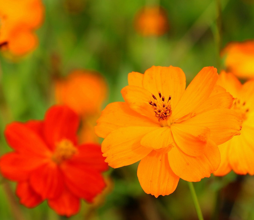250 Bright Lights Cosmos Seeds – Heirloom Wildflower – Fast Blooming Mix