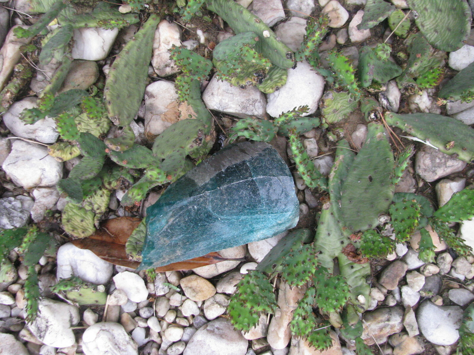 Prickly Prickley Pear Cacti Winter hardy 15 pad cactus