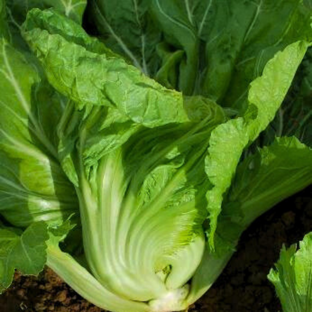 Fresh Da Ping Pu Seeds | Cai Be Dua | Heirloom Non-GMO | Asian Vegetable Seeds