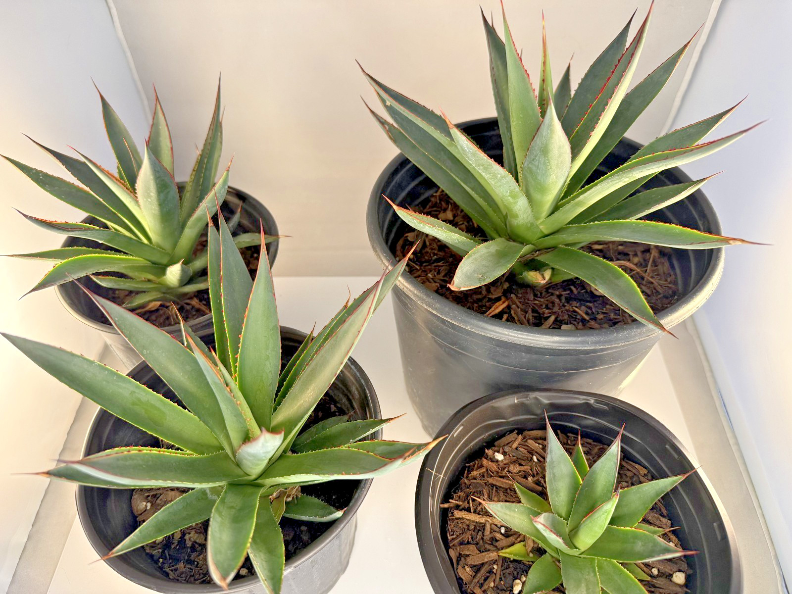 Agave Blue Glow Specimen Grade bare root plant – 4 Sizes Cactus Cacti Succulent