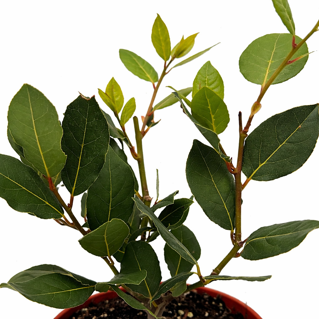 Chef’s Bay Tree™ Live Plant + FREE Oregano 🌿 | Fresh Indoor Herb for Cooking