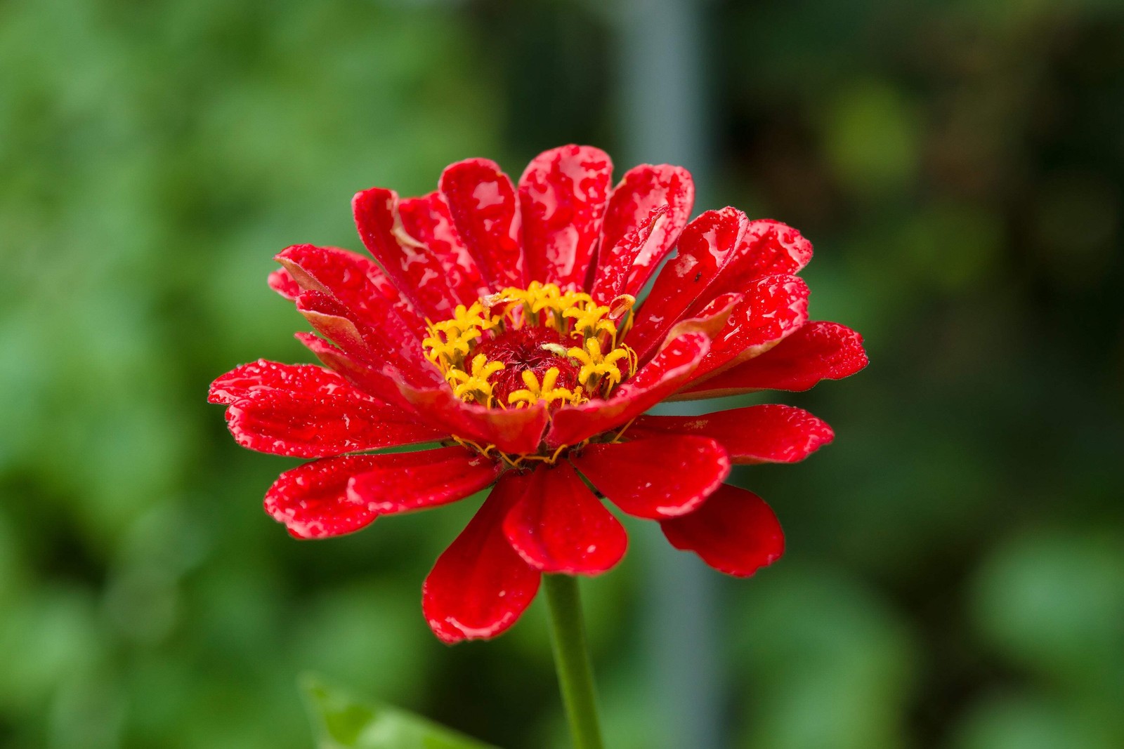 250 ORANGE CLASSIC ZINNIA Elegans (Narrow Leaf / Creeping Zinnia) Flower Seeds
