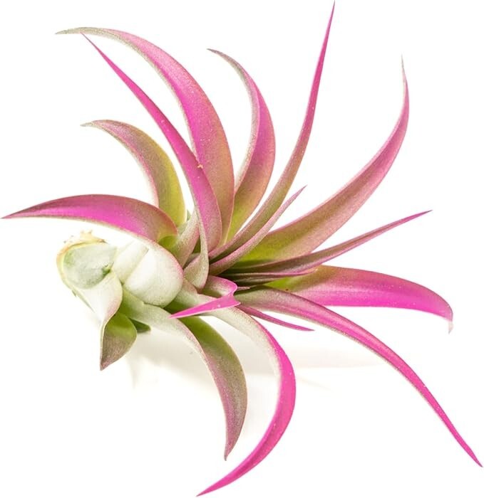 Fuchsia Tillandsia Air Plants – Color Enhanced Easy Care Indoor/Outdoor Decor