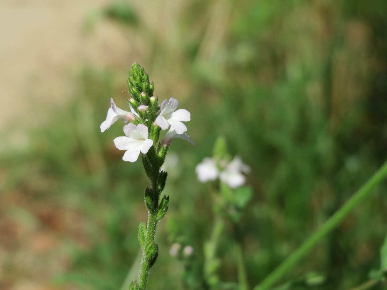 100 True Vervain Seeds – Verbena officinalis – Medicinal Herb and Lovely Flower!