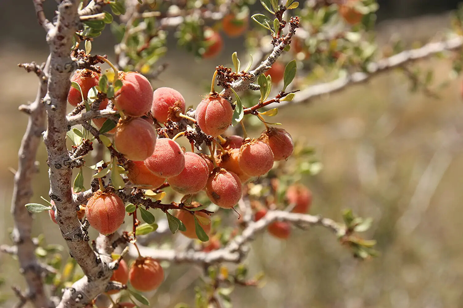 5 Desert Peach Bush Seeds for Planting Prunus andersonii