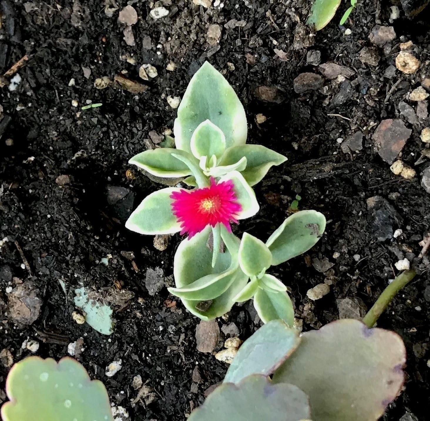 Variegated Baby Sun Rose | Live Plants | Aptenia Cordifolia Variegata | Easy…