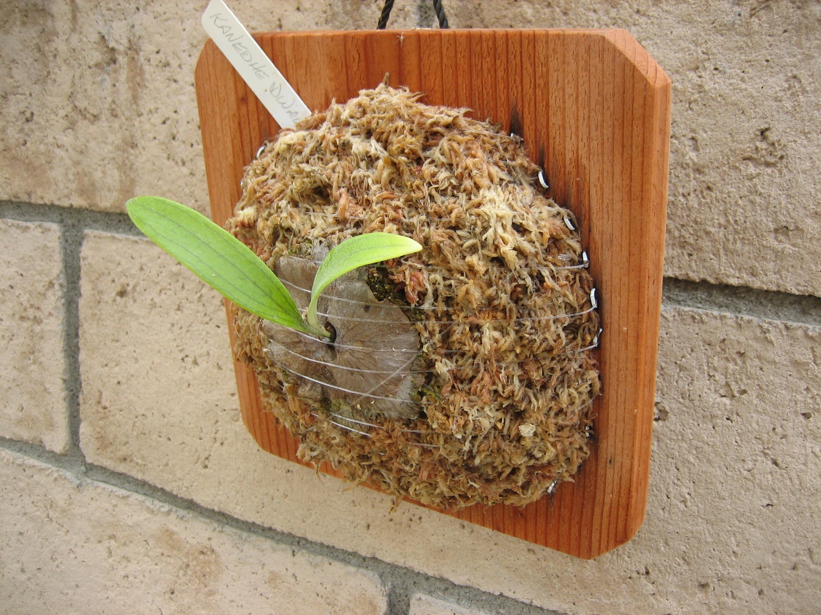 Staghorn Fern – Kaneohe Dwarf – Platycerium