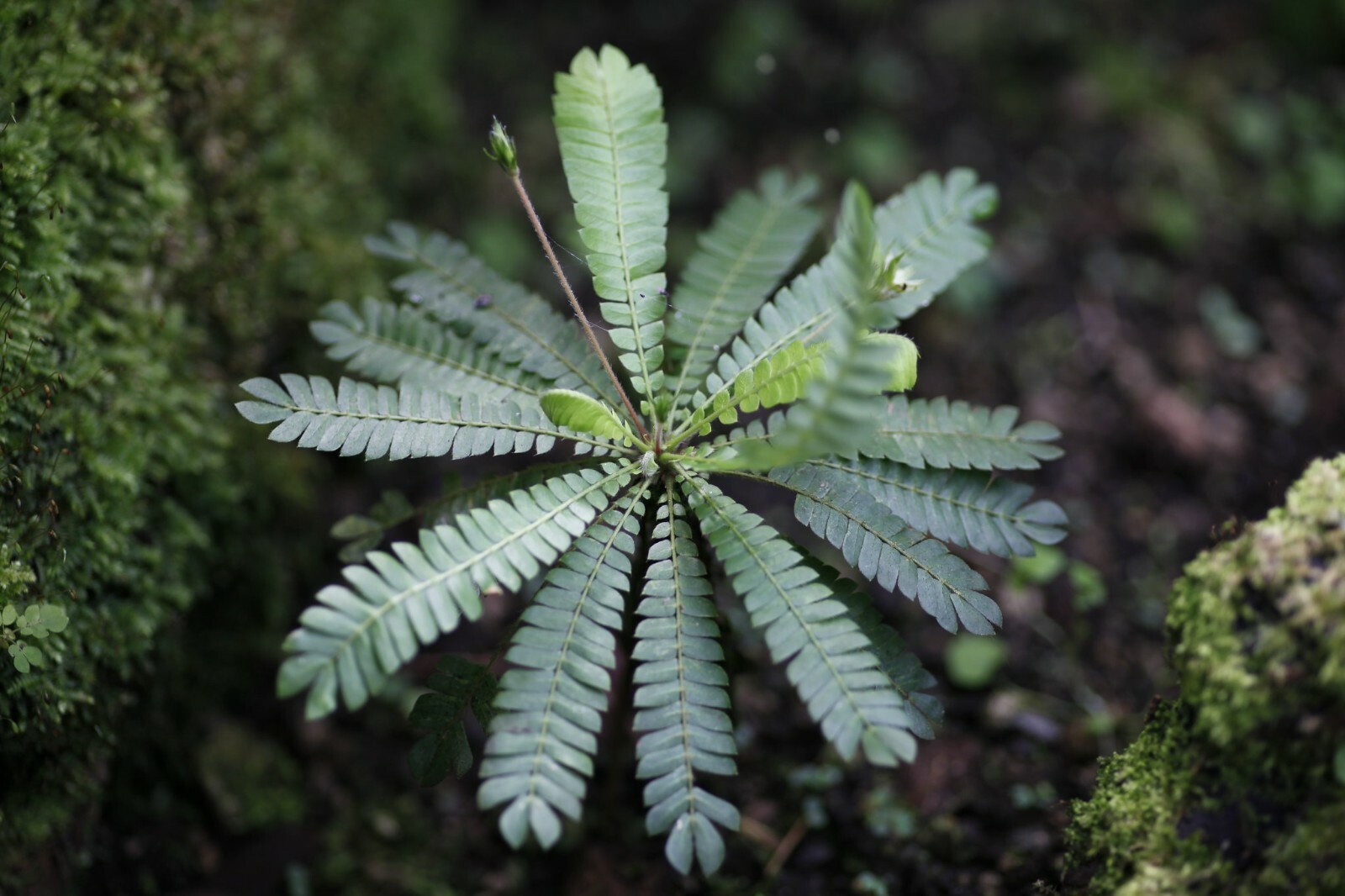 20 FRESH Biophytum Sensitivum Seeds, MOVING PLANT, rare sensitive plant seeds