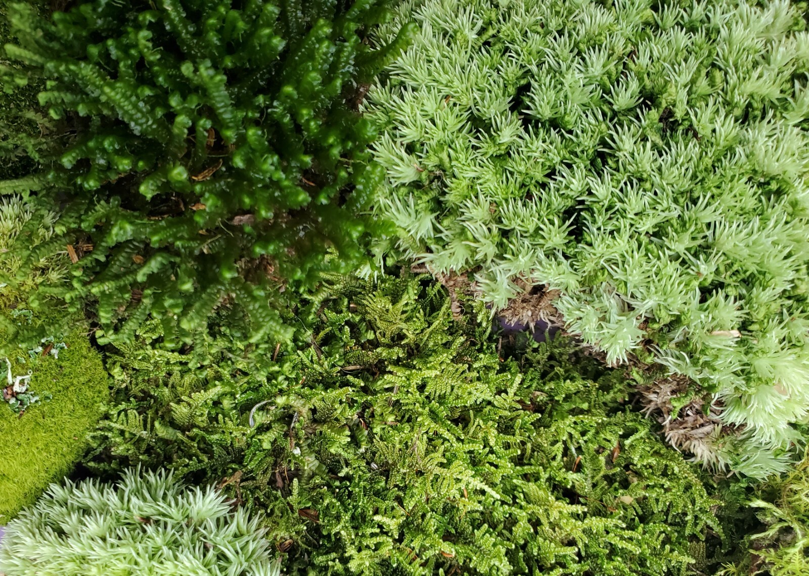 Large Live Moss Assortment for Terrarium Vivarium Fairy Garden 9″x12″ Bag
