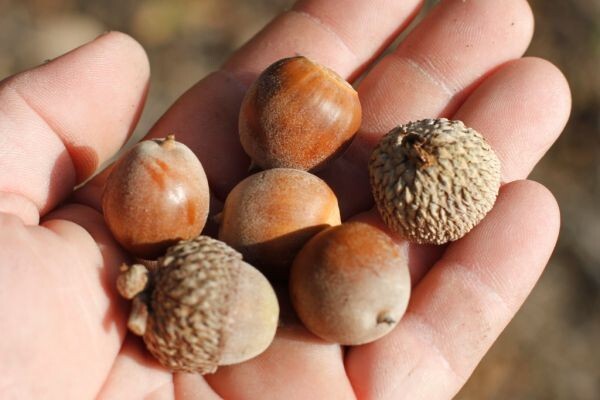 50 Acorn Seeds of Chestnut Oak Trees T82.7