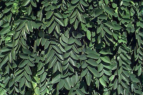 Japanese Pagoda, Sophora japonica, Tree Seeds