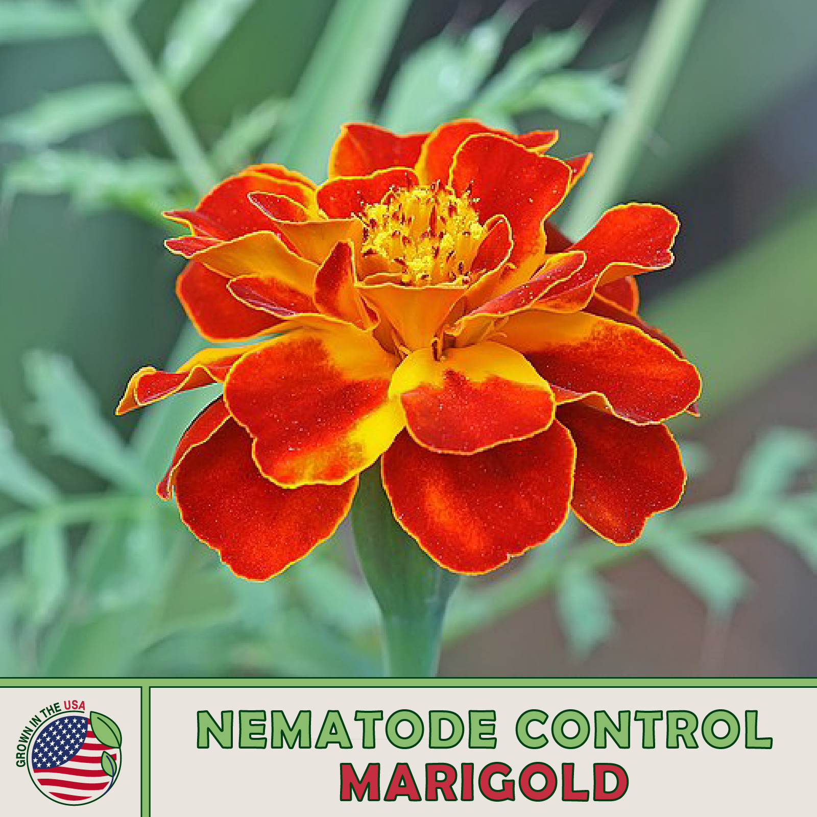 500 Nematode Control Marigold Seeds, Tagetes patula, Heirloom, Genuine USA