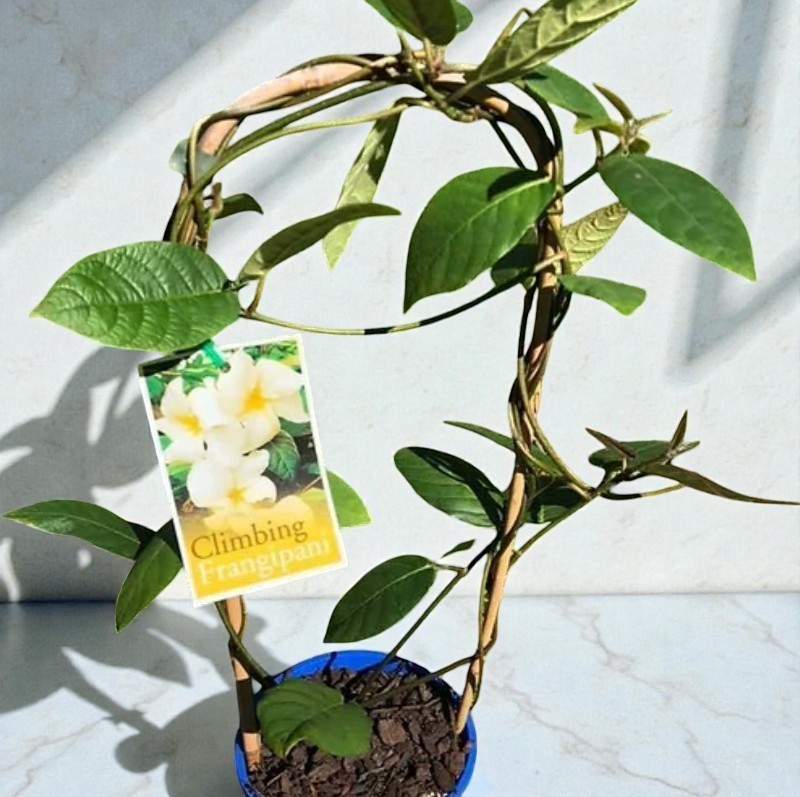 Climbing Frangipani Live Plumeria Chonemorpha Penangensis Flower Plant 4″ Pot