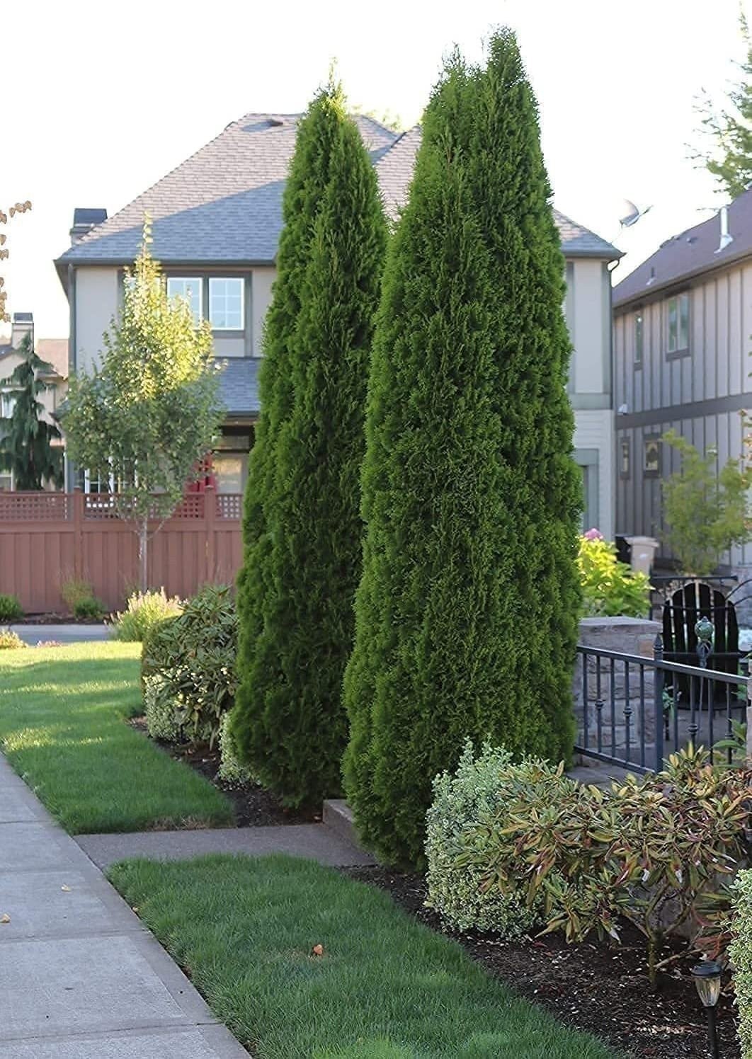 Italian Cypress | 2 Inch | Cupressus sempervirens | Low Maintenance | Hardy