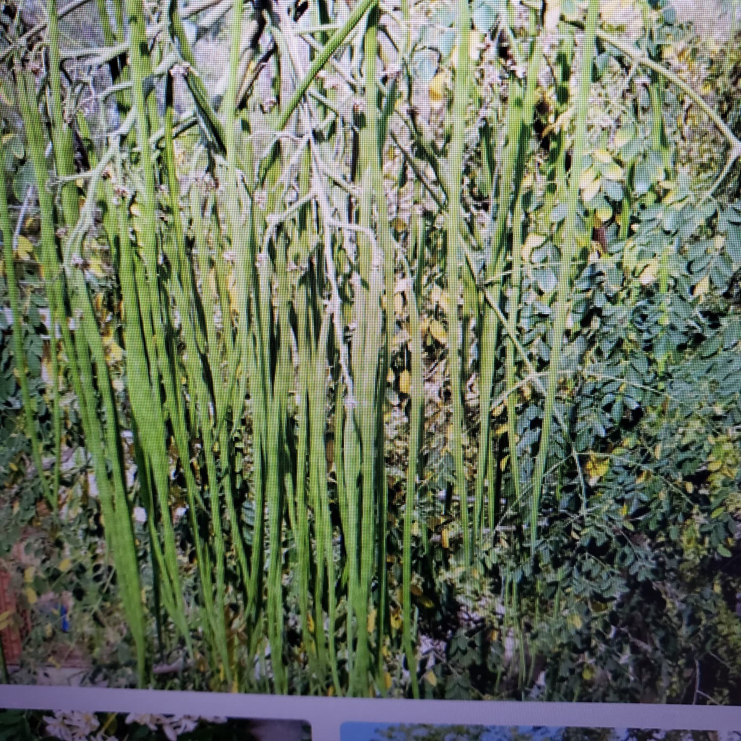 25 Moringa Oleifera -Drumstick Plant Tree Seeds for Planting Organic non GMO