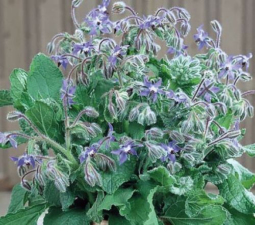 50+Borage Seeds Blue Star-Shaped Flowers Culinary Annual Herb USA