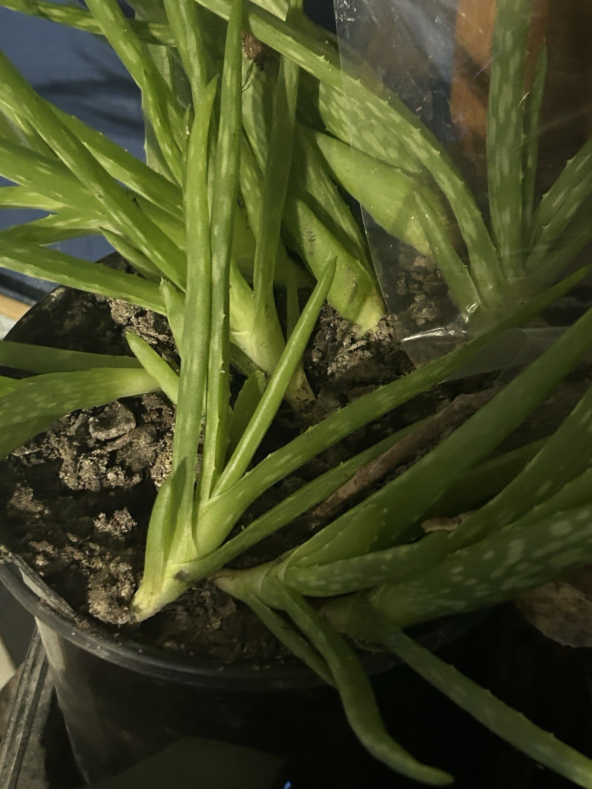 Aloe Vera 1 Live Plant 5”-10″ bare root + 3D Printed Planter (Color Varies)
