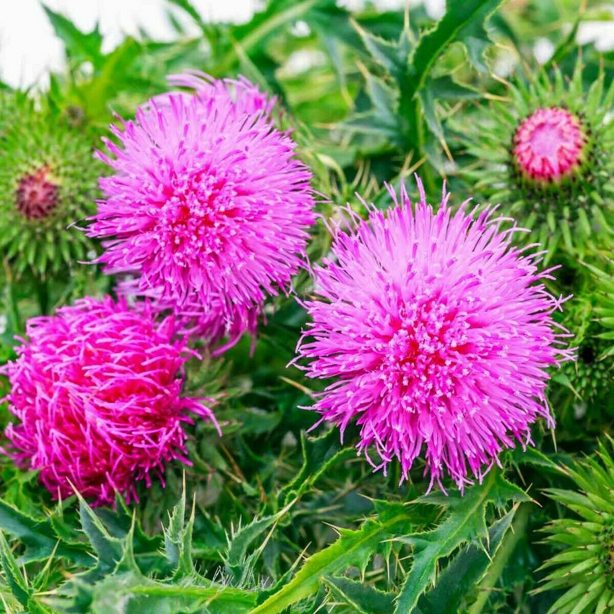 St Mary’s Milk Thistle 60 Seeds-Silybum Marianum Brooklyn Botanical Garden Club!