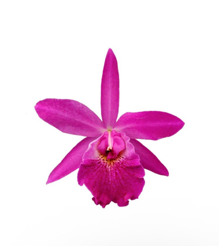 Rhynchobrassoleya Rubi Purple Red Medium BS Orchid Hybrid 3” Pot New Division