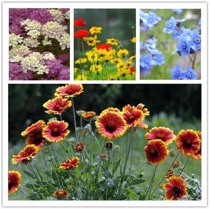 Wildflower Seeds, Perennial Annual Wild Flower Seeds Mixed for Planting (2 Ounce