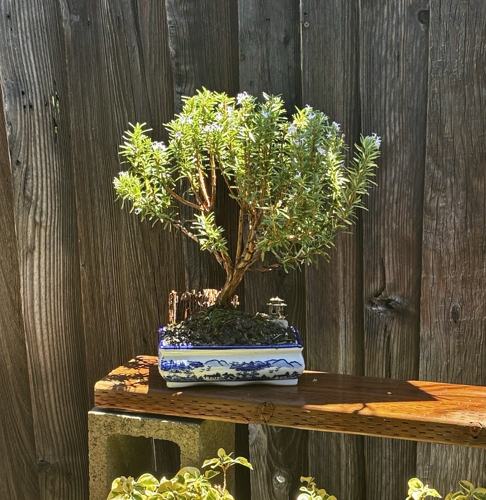 16 YEAR OLD ROSEMARY BONSAI TREE IN 10” CERAMIC POT. SHIPPING VIA FEDEX