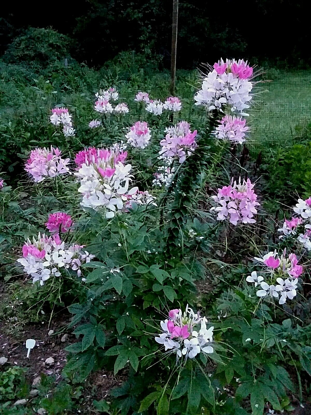 Rose Queen Cleome Seeds- (Spider Flower) 30 Seeds Comb. S/H See Our Store