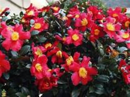 **YULETIDE**Camellia Japonica–Live STARTER Plant–BOLD RED WITH GOLD STAMENS!
