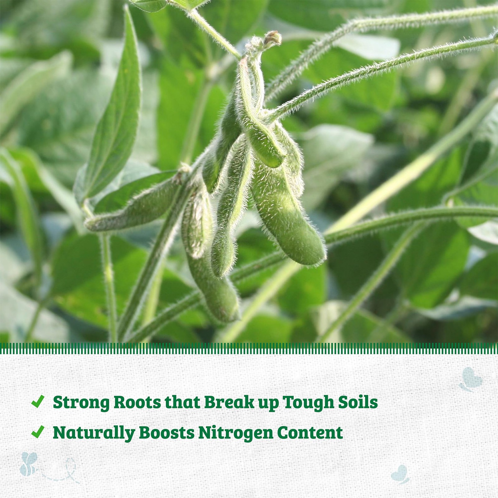 Back To The Roots 100 Organic Soybean Cover Crop Seeds Covers 1000 Sq. Ft.
