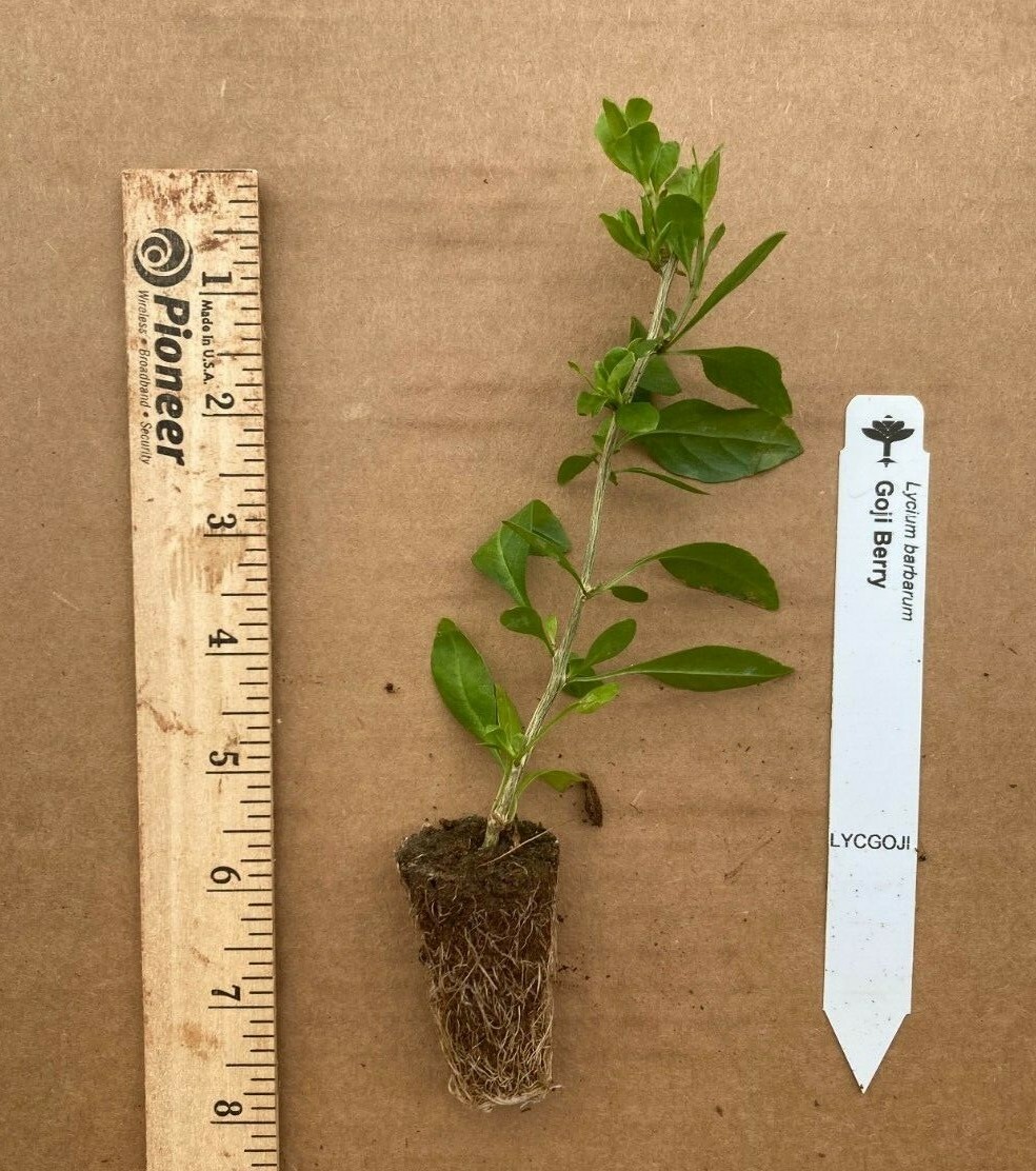 Goji Berry (Lycium barbarum) TC Plant Plug Bush -4-8 inches! -Edible Fruit!!