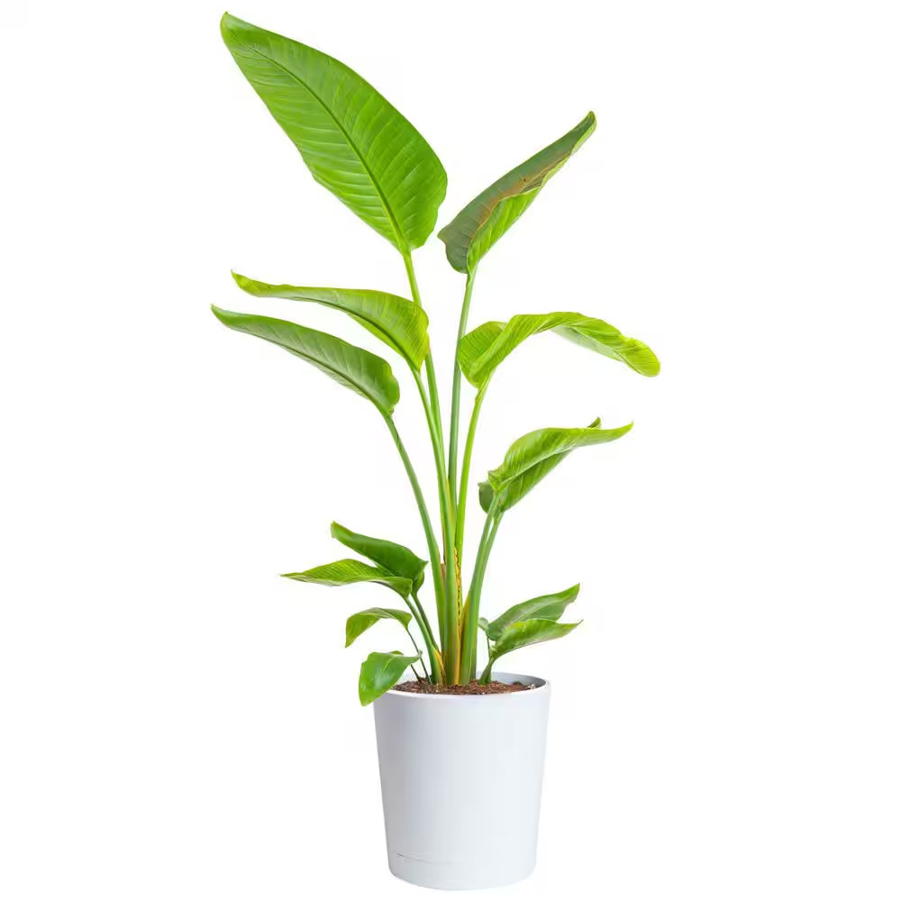 White Bird of Paradise Indoor Plant in 10 In. Decor Pot, Avg. Shipping Height…