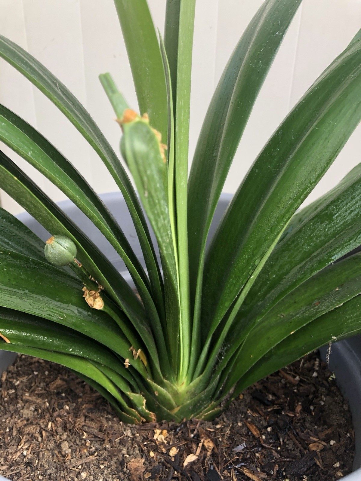1 Clivia Miniata Bush Lily Old Plant Bare Root No Pot Orange Flower