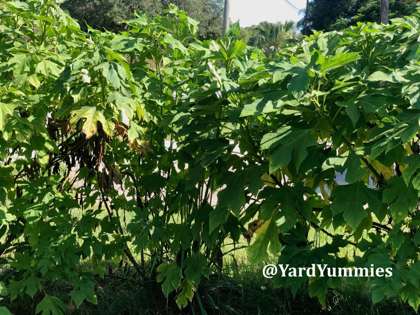 Mexican Sunflower Cuttings (Unrooted) Yellow Flower- Permaculture Chop & Drop