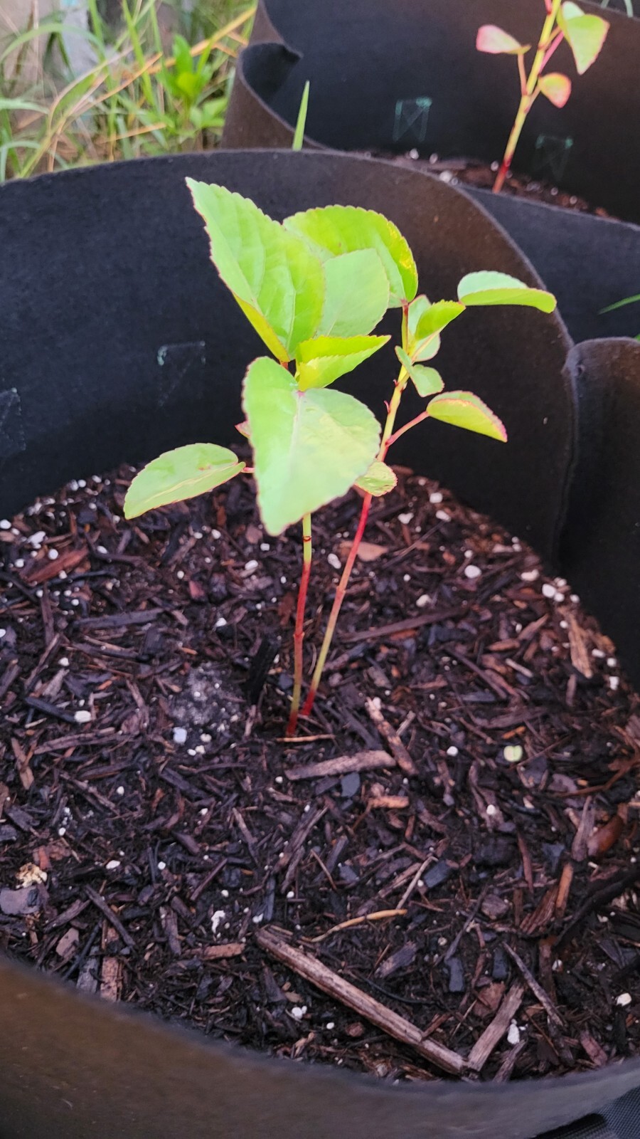 Hibiscus Sabdariffa/Jamaican Sorrel/Roselle/Florida Cranberry 40 Seeds