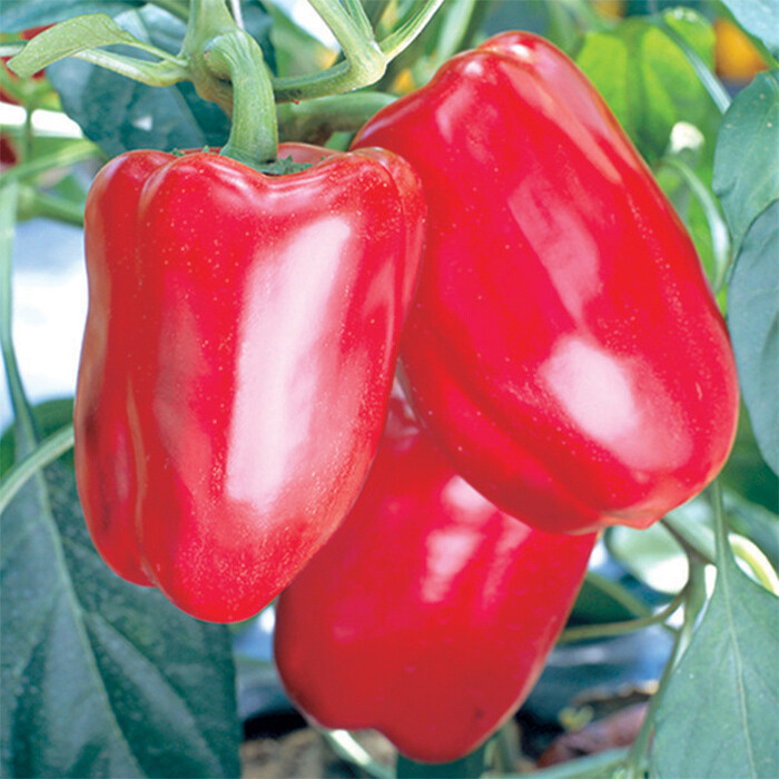 100++ SWEET Heirloom Big Red Bell Pepper Seeds | Organic NON-GMO | 2024 Season