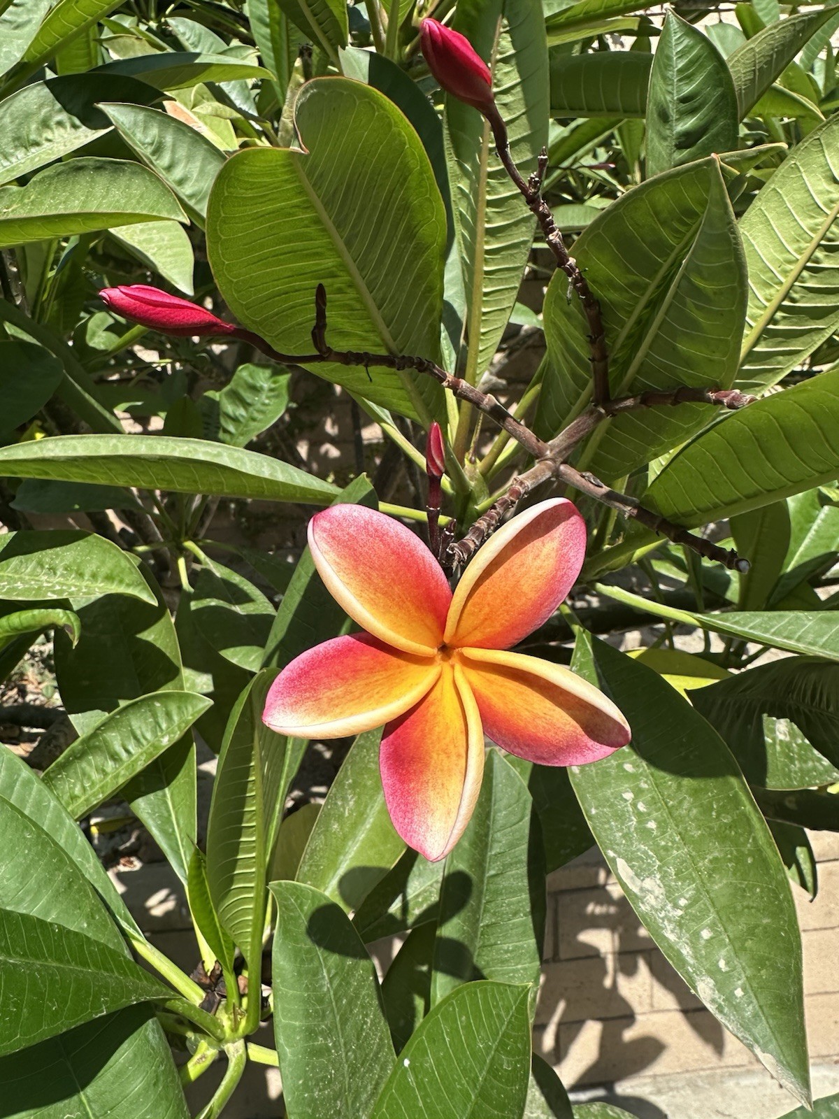 Rare Rainbow Plumeria Flowering Outdoor Tropical Perennial Tree 10” cutting