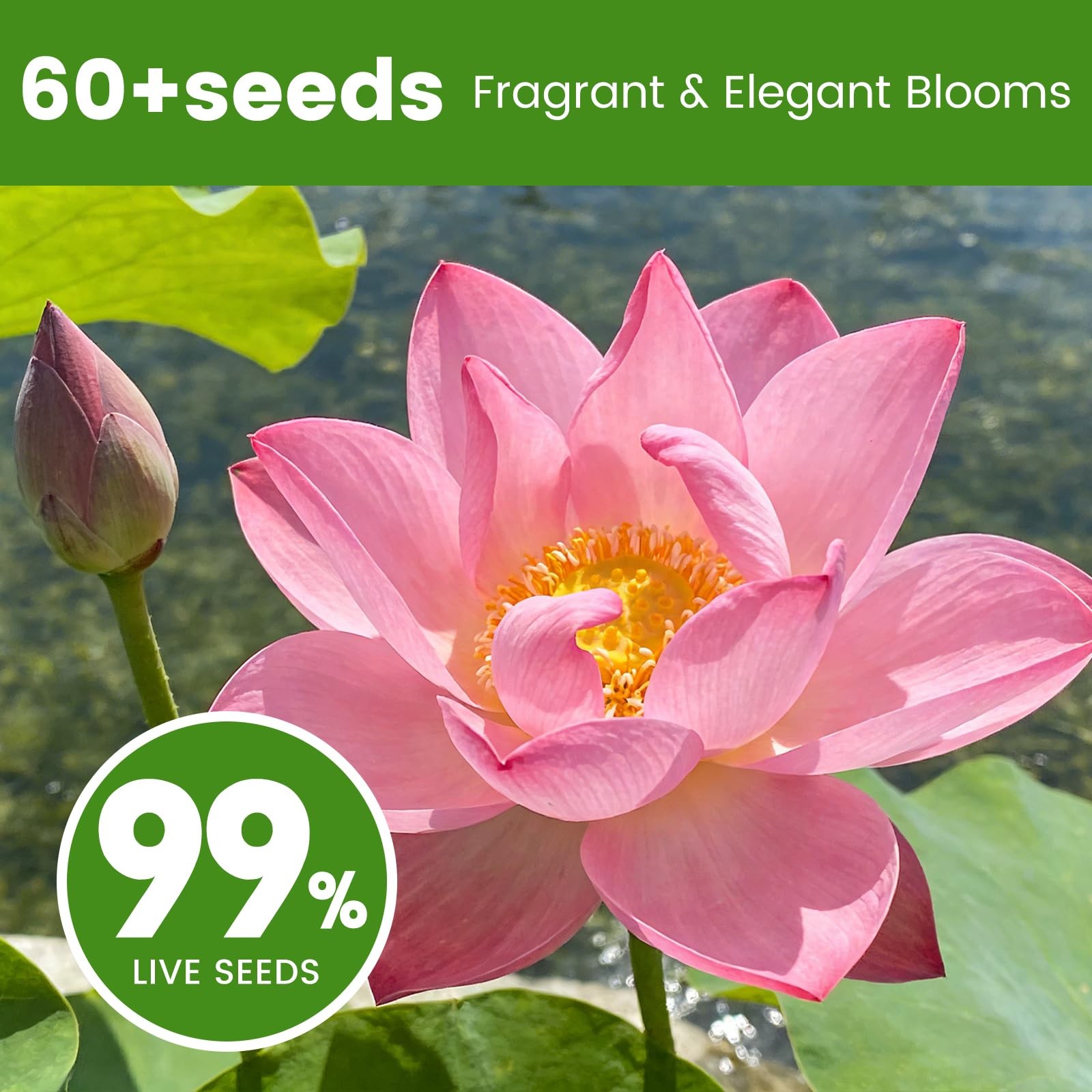 60 PCS Lotus Seeds for Planting in Water – Mixed Color Bowl Green