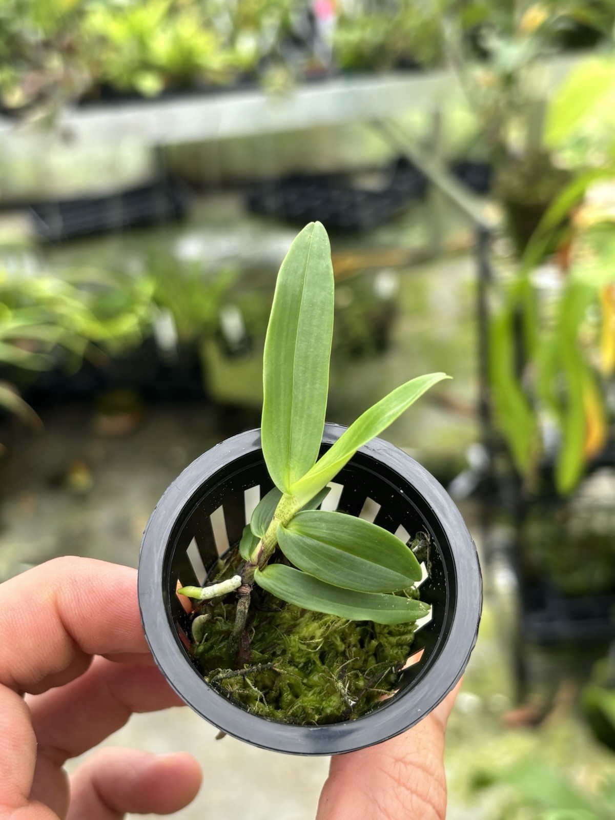 Angraecum aff. ramosum Miniature Orchid Species Reunion Fragrant
